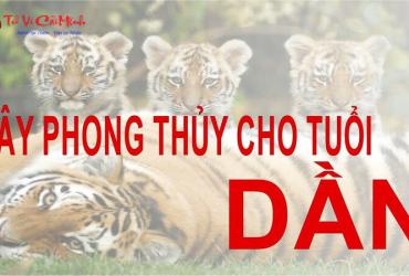 Khám Phá Bí Mật Cây Phong Thủy Hút Tài Lộc Cho Người Tuổi Dần