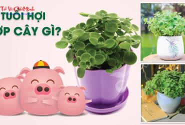 Bí Mật Chọn Cây Phong Thủy Cho Người Tuổi Hợi: Thu Hút Tài Lộc Và May Mắn