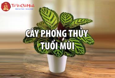 Khám Phá Cây Phong Thủy Cho Người Tuổi Mùi: Bí Quyết Thu Hút Tài Lộc
