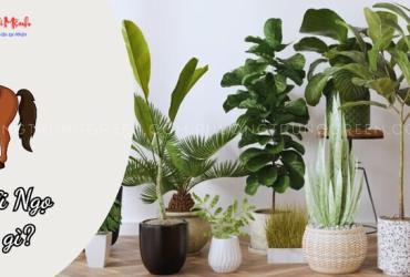 Khám Phá Bí Mật Cây Phong Thủy Giúp Người Tuổi Ngọ Thu Hút Tài Lộc Và May Mắn