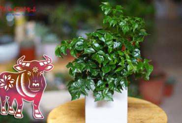 Khám Phá Những Cây Phong Thuỷ Hút Tài Lộc Cho Người Tuổi Sửu