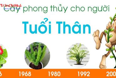 Khám Phá Cây Phong Thủy Mang Lại Tài Lộc Cho Người Tuổi Thân