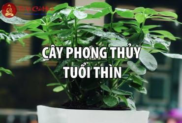 Bí Quyết Chọn Cây Phong Thuỷ Thu Hút Tài Lộc Cho Người Tuổi Thìn