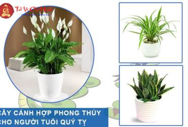Bí Quyết Chọn Cây Phong Thủy Hút Tài Lộc Cho Người Tuổi Tỵ