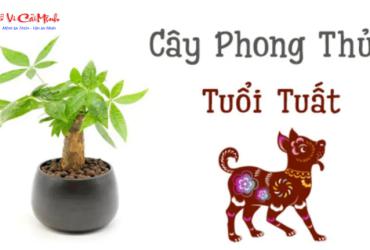 Khám Phá Cây Phong Thủy Hoàn Hảo Cho Người Tuổi Tuất – Bí Quyết Hút Tài Lộc và May Mắn