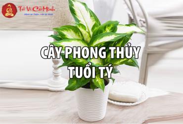 Người Tuổi Tý Phải Biết: Cách Chọn Cây Phong Thủy Thu Hút Tài Lộc Và May Mắn