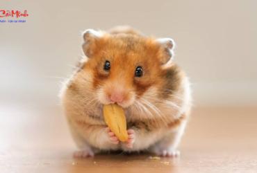 Đá Phong Thủy Cho Người Tuổi Tý: Bí Quyết Thu Hút Tài Lộc Và Năng Lượng Tích Cực