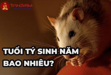 Vật Phẩm Phong Thủy Cho Người Tuổi Tý: Bí Quyết Thu Hút Tài Lộc Và Cân Bằng Năng Lượng