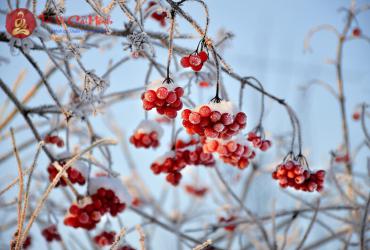 Lập Đông Là Gì? Ý Nghĩa Tiết Lập Đông