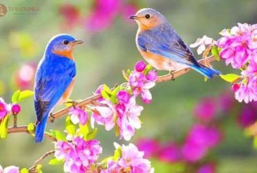 Lập Xuân Là Gì? Ý Nghĩa Tiết Lập Xuân