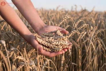 Mang Chủng Là Gì? Ý Nghĩa Tiết Mang Chủng