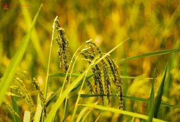 Tiểu Mãn Là Gì? Ý Nghĩa Tiết Tiểu Mãn