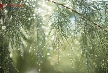 Vũ Thủy Là Gì? Ý Nghĩa Tiết Vũ Thủy