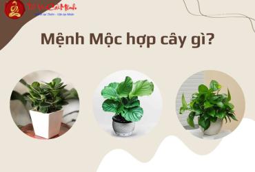 Mệnh Mộc Hợp Với Cây Cảnh Nào Để Thu Hút Tài Lộc Và Cân Bằng Phong Thủy?