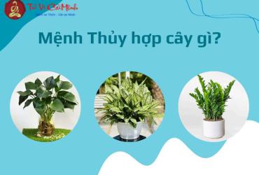 Mệnh Thủy Hợp Với Loại Cây Cảnh Nào? Bí Quyết Chọn Cây Phong Thủy Kích Tài Lộc