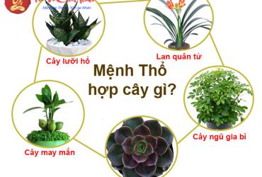 Khám Phá Ngay: Mệnh Thổ Nên Trồng Loại Cây Nào Để Thu Hút Tài Lộc?