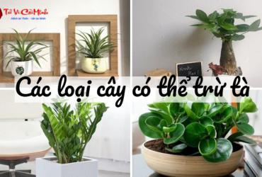 Các Loại Cây Có Thể Trừ Tà - Bảo Vệ Ngôi Nhà Khỏi Tà Khí