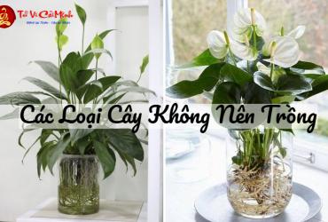 Các Loại Cây Không Nên Trồng: Tránh Xa Những Cây Mang Lại Vận Xui