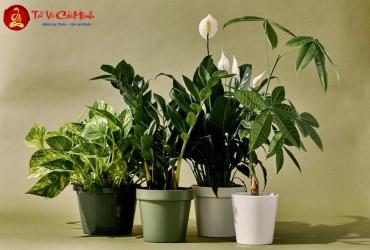 Cây Cảnh Phong Thủy: Bí Quyết Chọn Lựa Và Bố Trí Hợp Mệnh