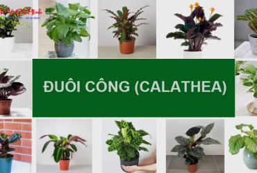 Cây Đuôi Công: Hướng Dẫn Trồng Và Chăm Sóc Cây Phong Thủy Mang Lại Thịnh Vượng