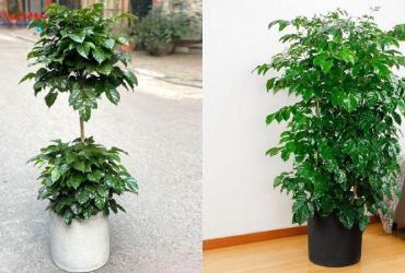 Cây Hạnh Phúc: Ý Nghĩa Phong Thủy Và Cách Chăm Sóc Mang Lại An Lạc