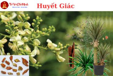 Cây Huyết Giác: Ý Nghĩa Phong Thủy Và Công Dụng Y Học Cổ Truyền