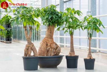 Cây Kim Ngân: Bí Quyết Trồng Và Bài Trí Cây Phong Thủy Mang Tài Lộc