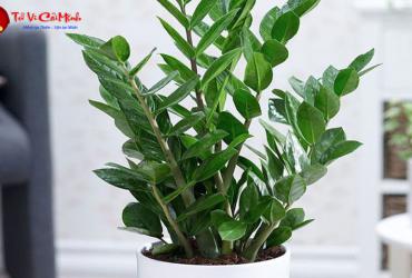 Cây Kim Tiền: Bí Quyết Trồng Và Chăm Sóc Cây Phong Thủy Mang Tài Lộc