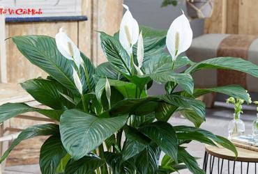 Cây Lan Ý: Hướng Dẫn Trồng Và Chăm Sóc Cây Phong Thủy Mang Lại May Mắn