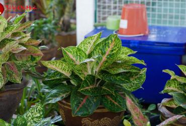 Cây Phú Quý: Hướng Dẫn Trồng Và Chăm Sóc Cây Phong Thủy Mang Lại Thịnh Vượng