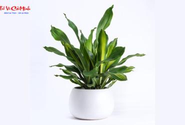 Cây Thiết Mộc Lan: Hướng Dẫn Trồng Và Chăm Sóc Cây Phong Thủy Thanh Lọc