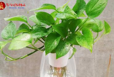 Cây Trầu Bà: Hướng Dẫn Trồng Và Chăm Sóc Cây Phong Thủy Thanh Lọc Không Khí