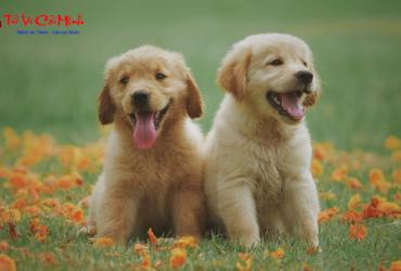 Sinh năm 1958 mệnh gì? Tìm hiểu về người tuổi Mậu Tuất