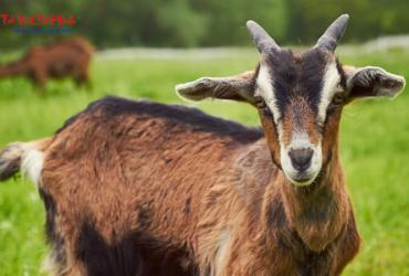 Hướng Bàn Làm Việc Cho Người Sinh Năm 2027 – Đinh Mùi