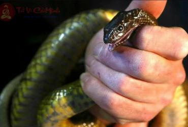 Nằm Mơ Thấy Chặt Đầu Rắn: Biểu Tượng, Điềm Báo & Giải Mã Con Số May Mắn