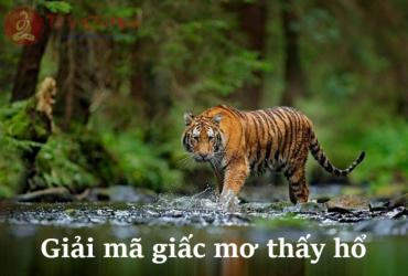 Nằm Mơ Thấy Hổ: Biểu Tượng, Điềm Báo & Giải Mã Con Số May Mắn