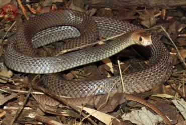 Nằm Mơ Thấy Giết Rắn: Biểu Tượng, Điềm Báo & Giải Mã Con Số May Mắn