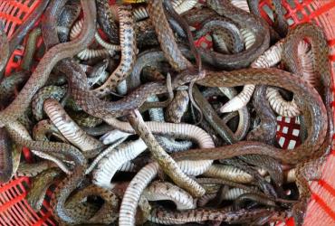 Nằm Mơ Thấy Làm Thịt Rắn: Biểu Tượng, Điềm Báo & Giải Mã Con Số May Mắn