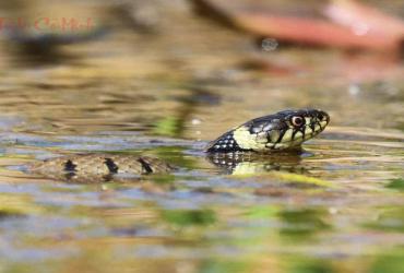 Nằm Mơ Thấy Rắn Bơi Trong Nước: Biểu Tượng, Điềm Báo & Giải Mã Con Số May Mắn