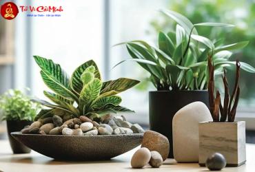 Những Điều Kiêng Kỵ Khi Trồng Cây Phong Thủy: Tránh Sai Lầm Phá Vận
