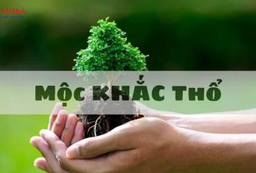 Mộc Khắc Thổ: Hiểu Rõ Quy Luật Tương Khắc Trong Phong Thủy
