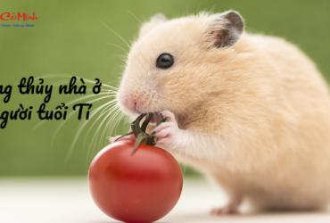 Phong Thủy Nhà Ở Cho Người Tuổi Tí: Hướng Dẫn Toàn Diện