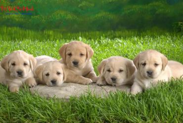 Phong Thủy Nhà Ở Cho Người Tuổi Tuất: Nguyên Tắc Cơ Bản Và Bí Quyết Áp Dụng