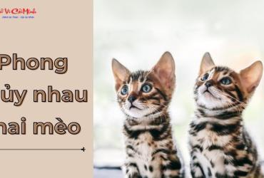 Nhau Mèo Trong Phong Thủy - Phân Tích Từ Góc Nhìn Văn Hóa Dân Gian