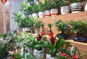 Ý Nghĩa và Tác Dụng của Cây Phong Thủy