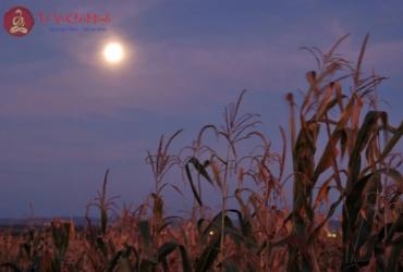 Mặt Trăng và nông nghiệp: Những ảnh hưởng bất ngờ đến mùa màng