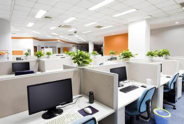 Cây phong thủy trong văn phòng là cây gì?