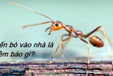 Kiến Vào Nhà Là Điềm Báo Gì? Điềm Lành Hay Dữ