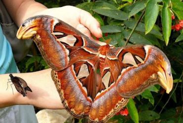 Con Bướm Đêm Bay Vào Nhà Cho Biết Điều Gì