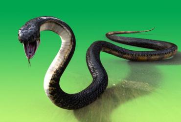 Nằm Mơ Thấy Rắn Tấn Công Là Điềm Báo Gì?